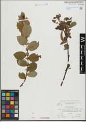Foto von Salix hastata L.